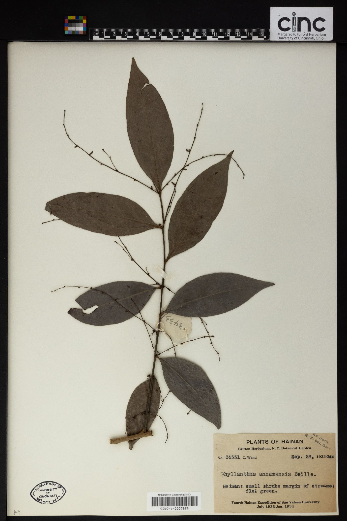 Phyllanthus pachyphyllus image