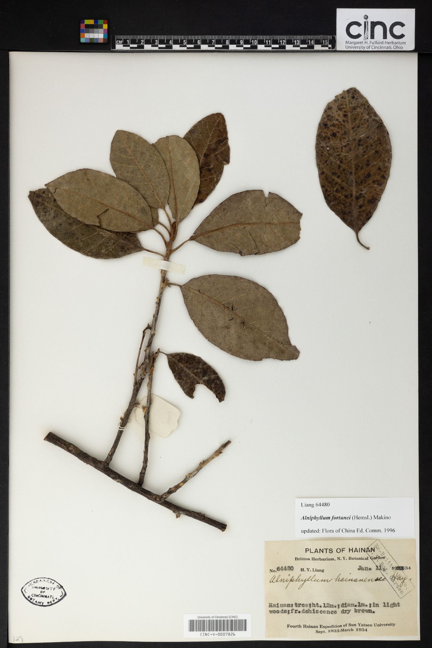 Alniphyllum fortunei image
