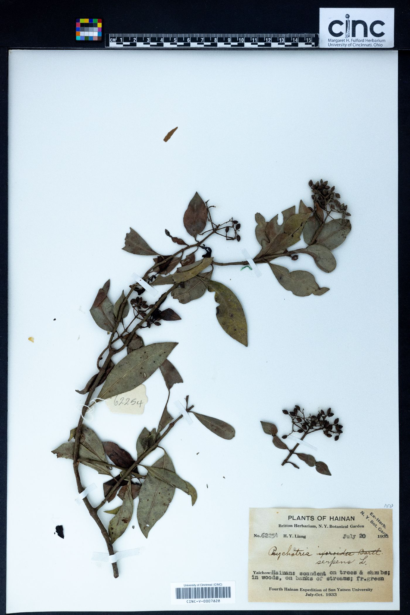 Psychotria serpens image