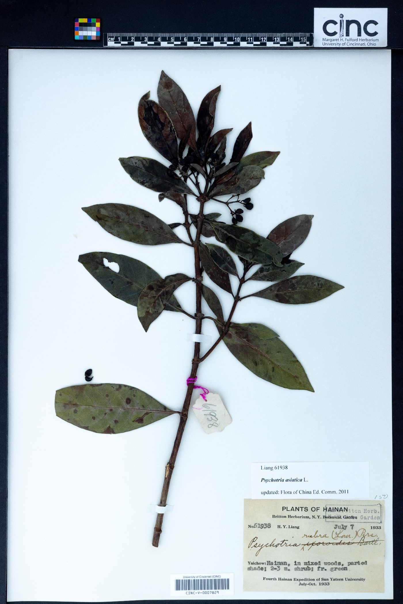 Psychotria asiatica image