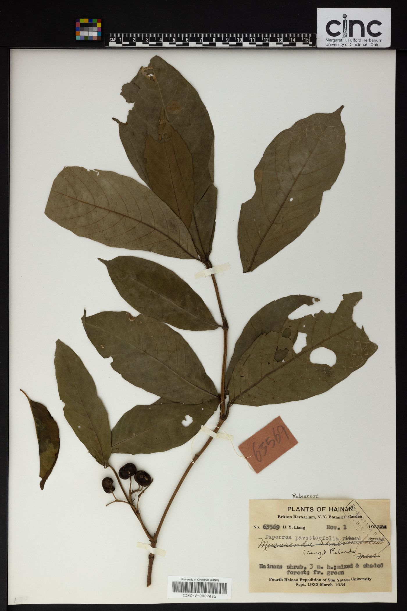 Duperrea pavettifolia image