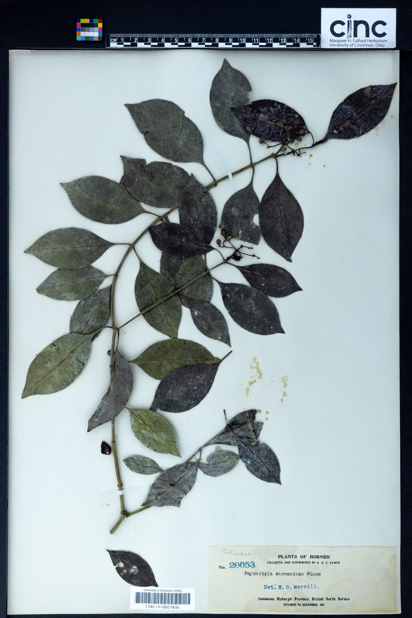 Psychotria sarmentosa image