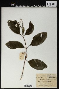 Image Associated With the Occurence