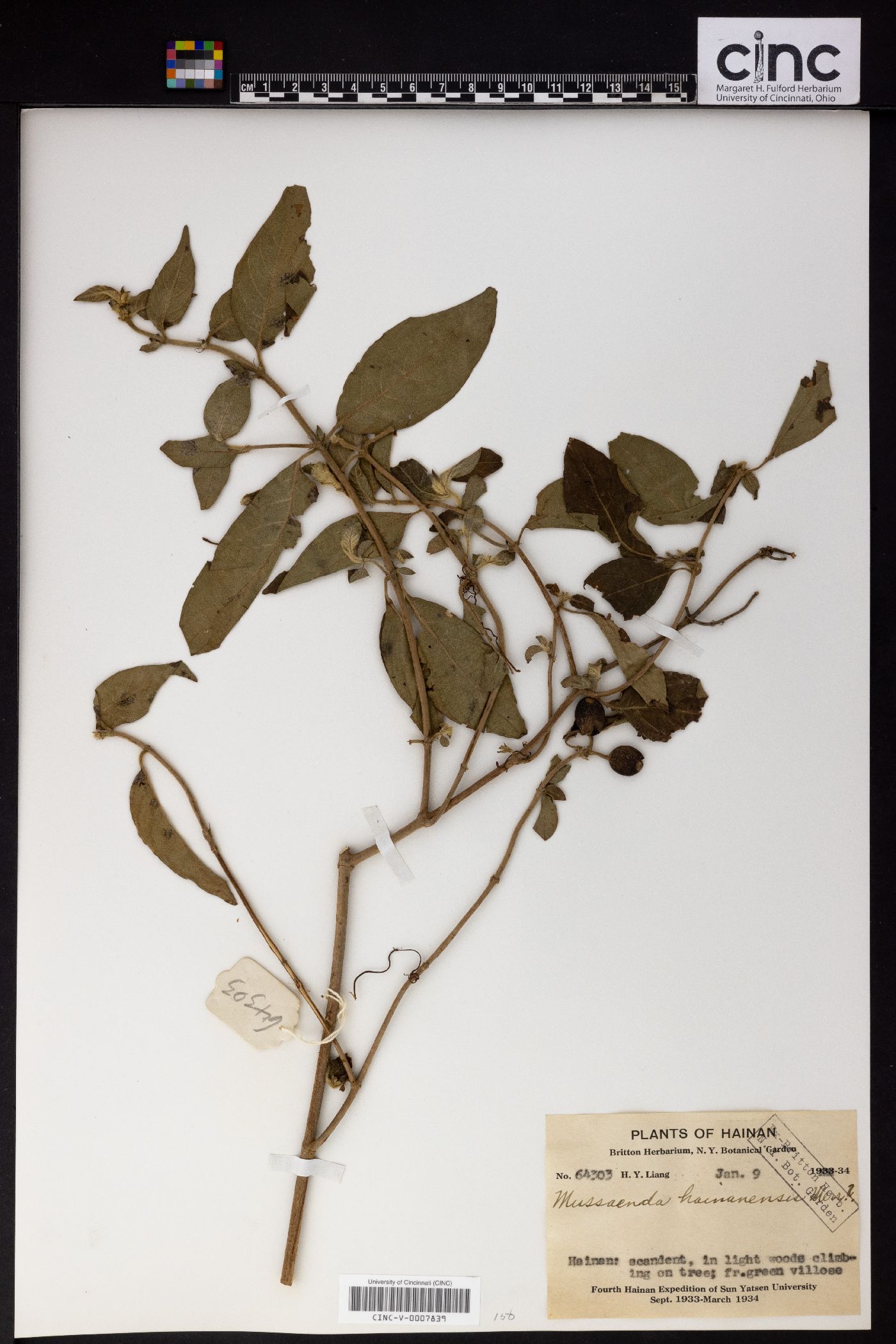 Mussaenda hainanensis image