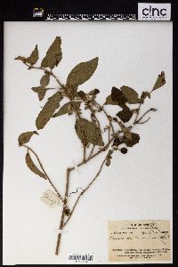 Image Associated With the Occurence