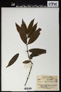 Image Associated With the Occurence
