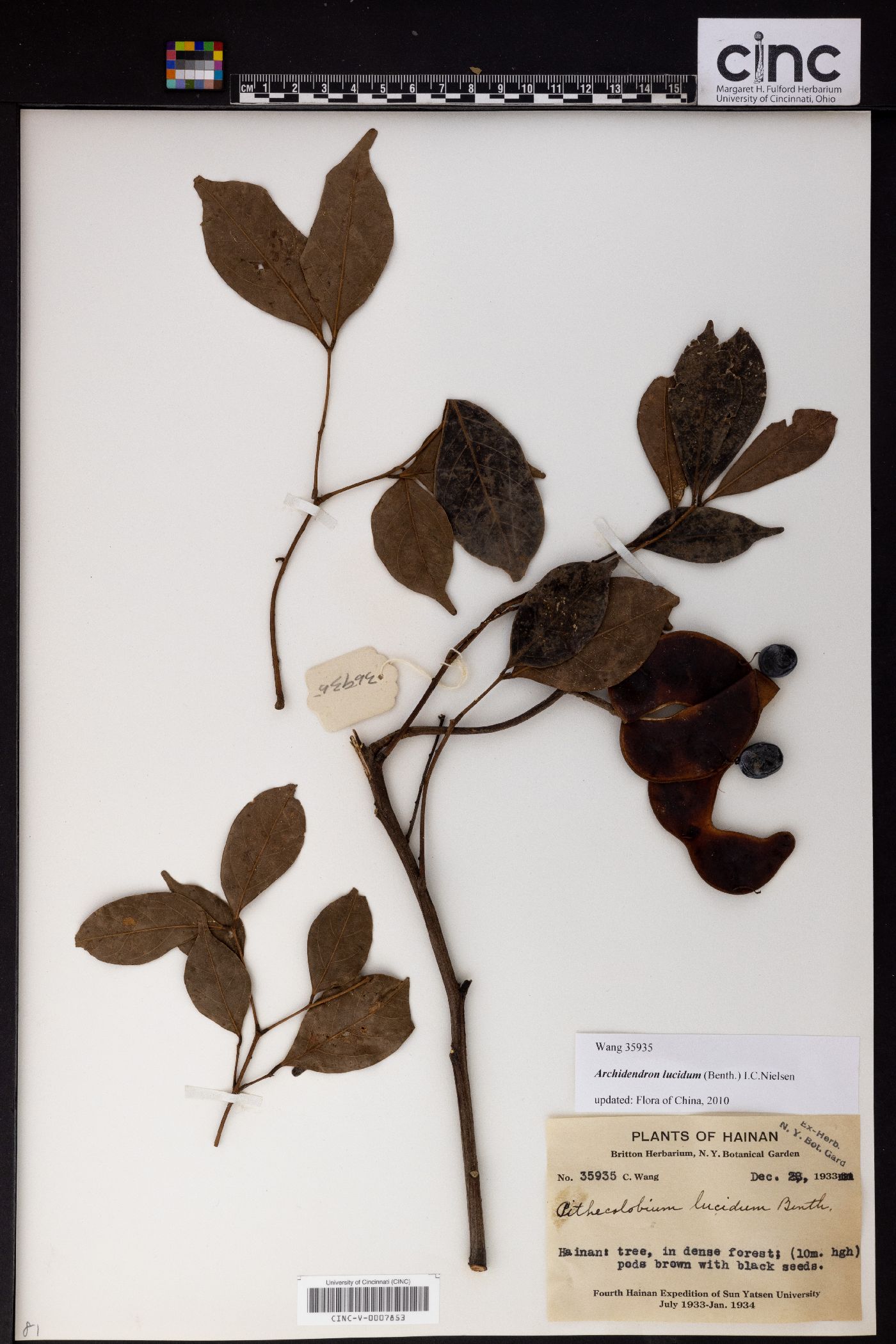 Archidendron lucidum image