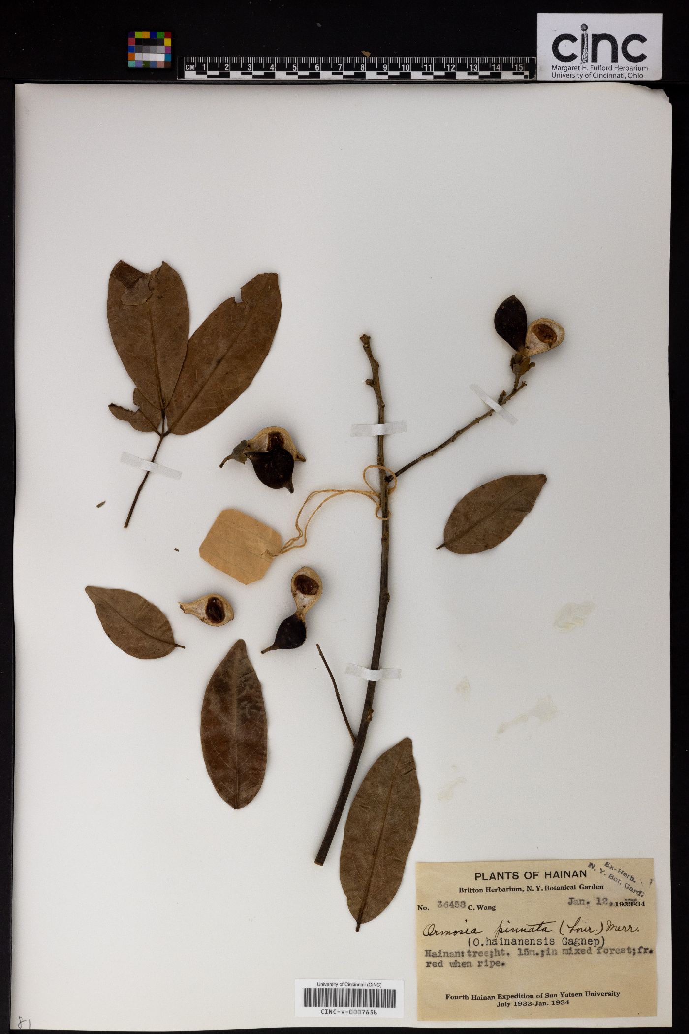 Ormosia pinnata image