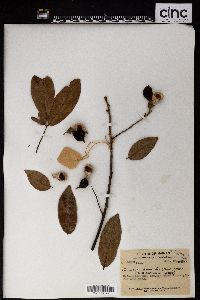 Ormosia pinnata image