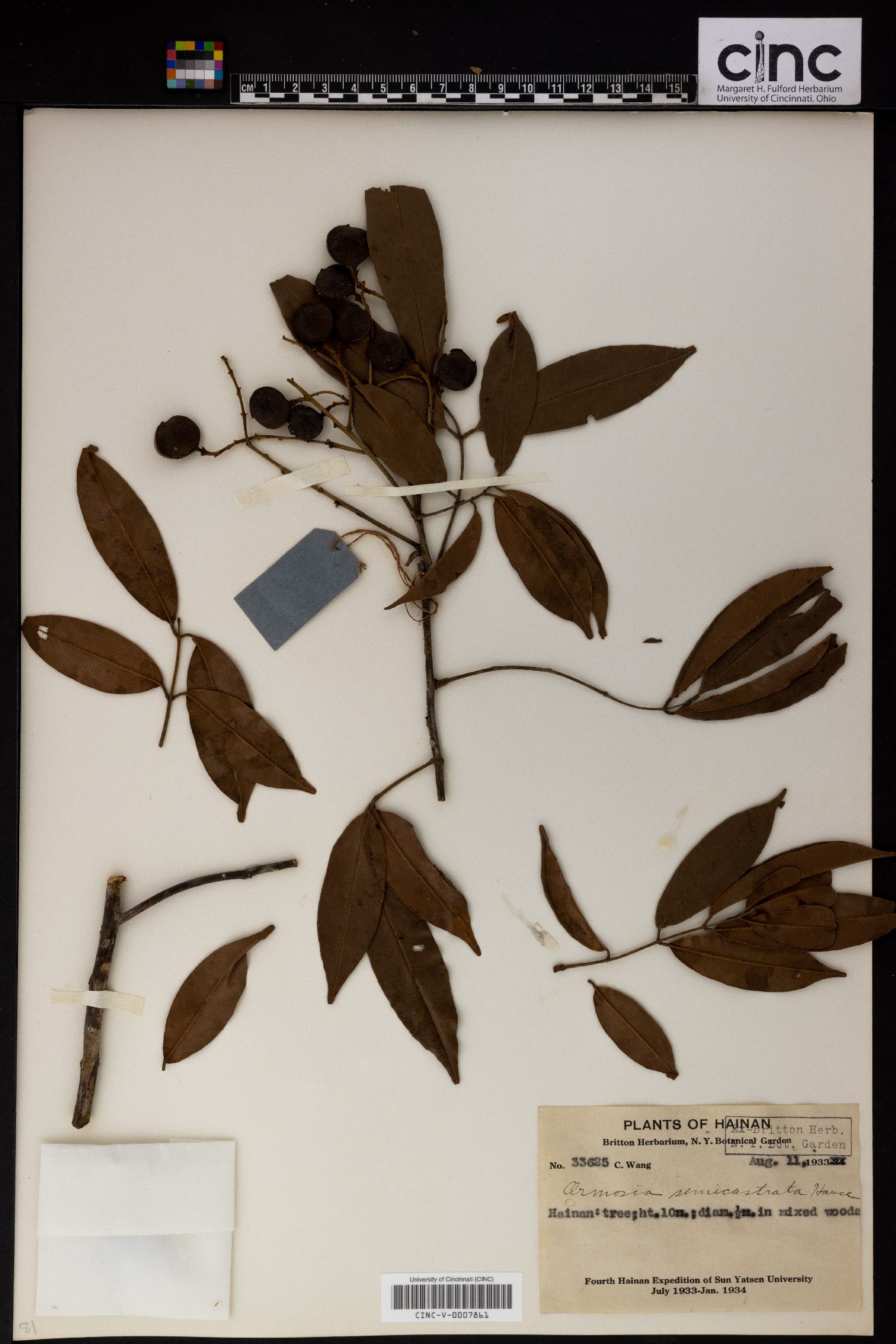 Ormosia semicastrata image
