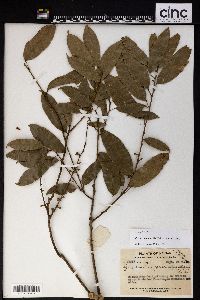 Image of Pycnarrhena lucida