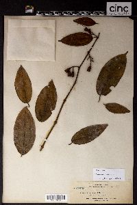 Dissochaeta axillaris image