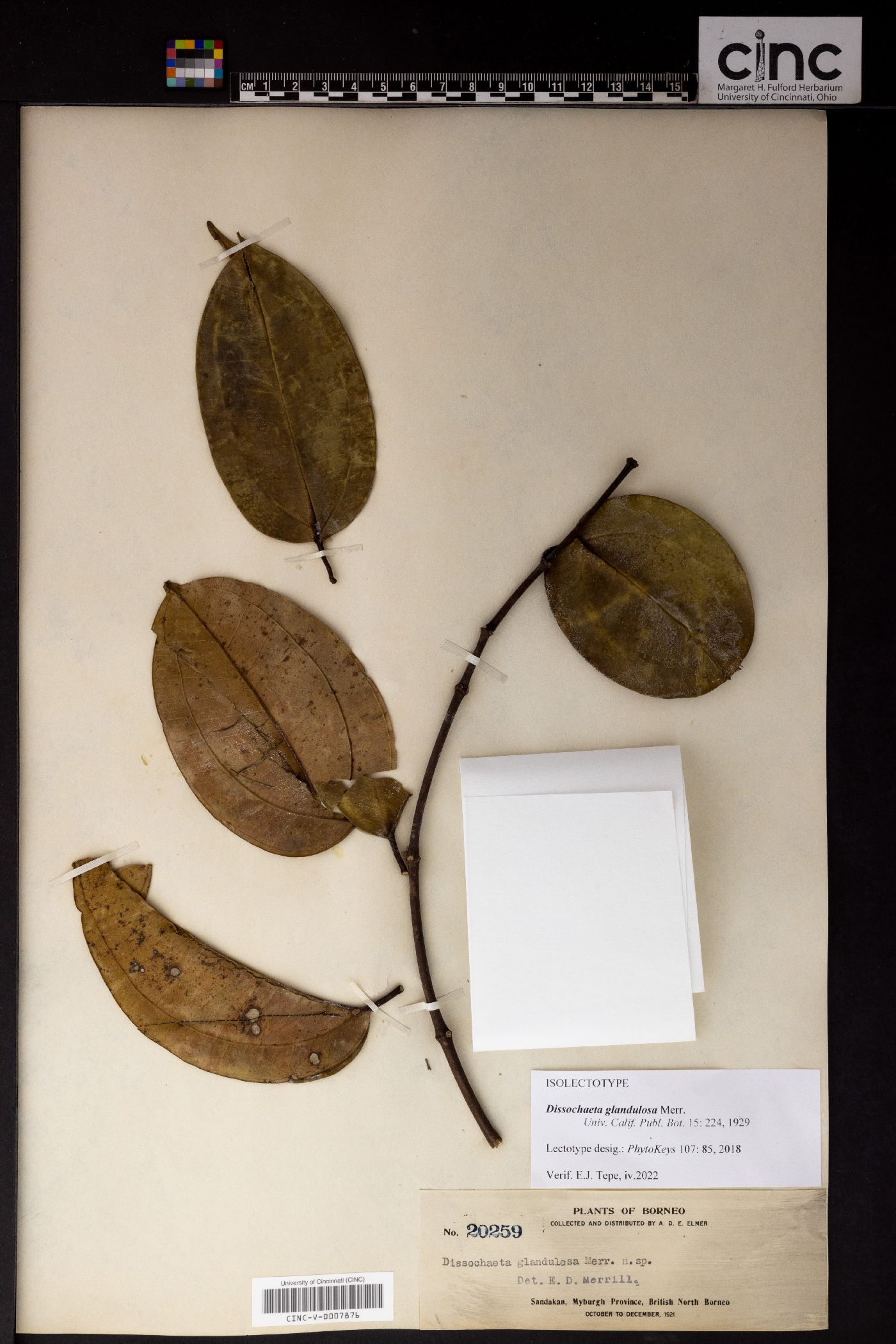 Dissochaeta glandulosa image