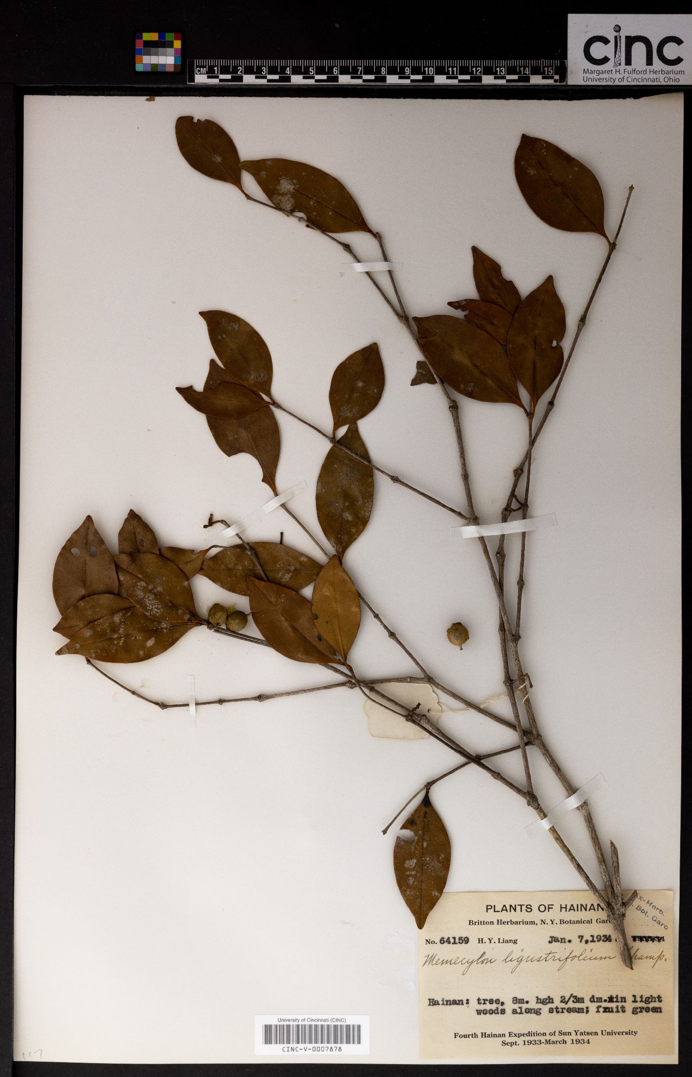 Memecylon ligustrifolium image