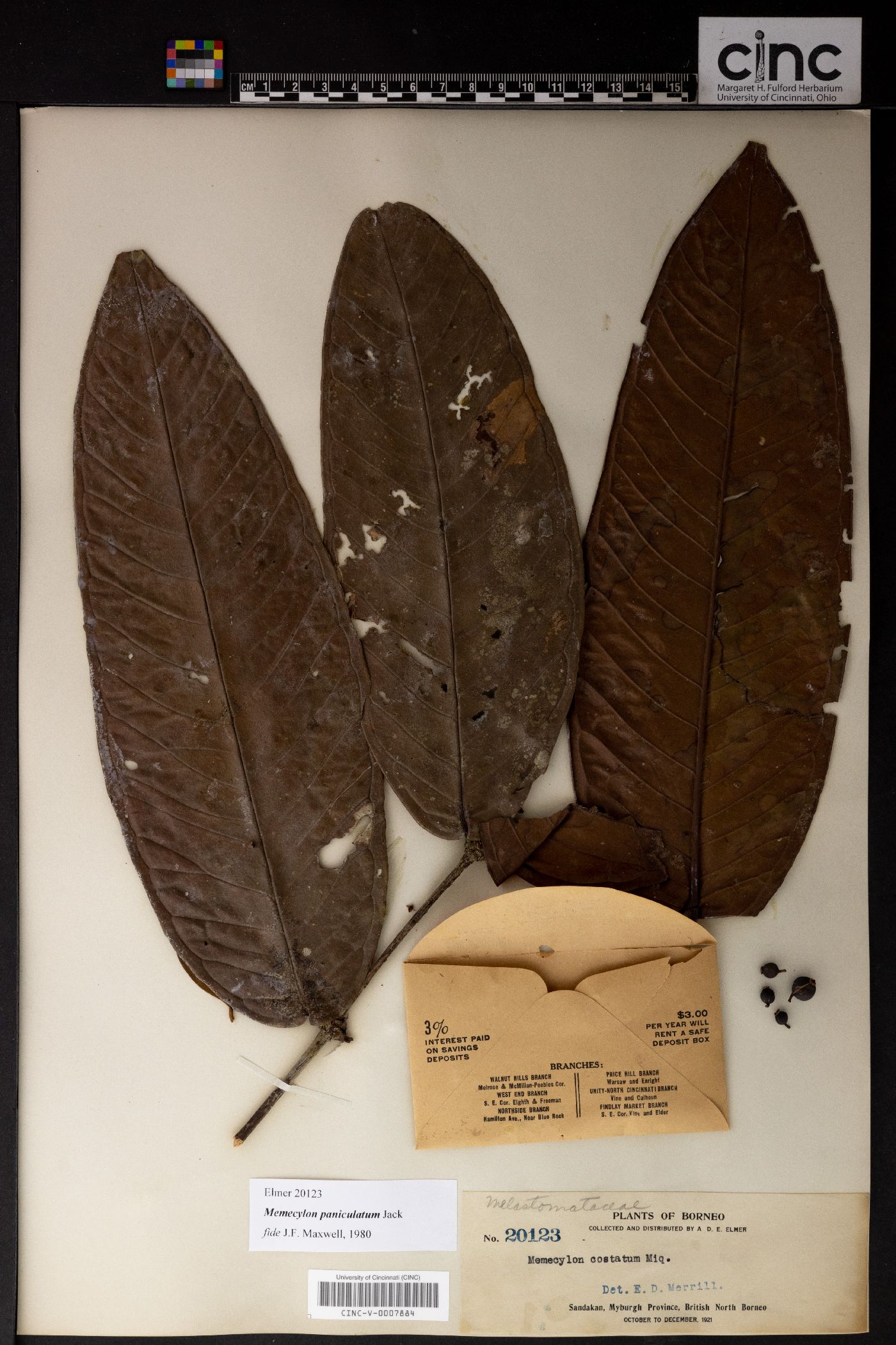 Memecylon paniculatum image