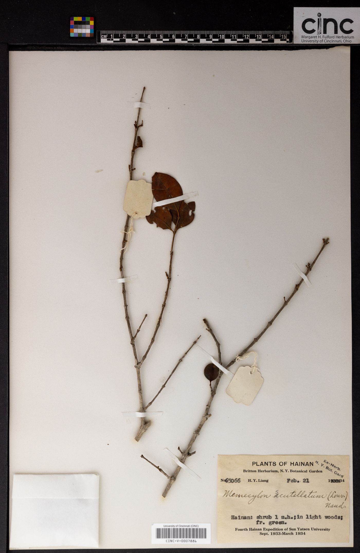 Memecylon scutellatum image