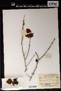 Memecylon scutellatum image