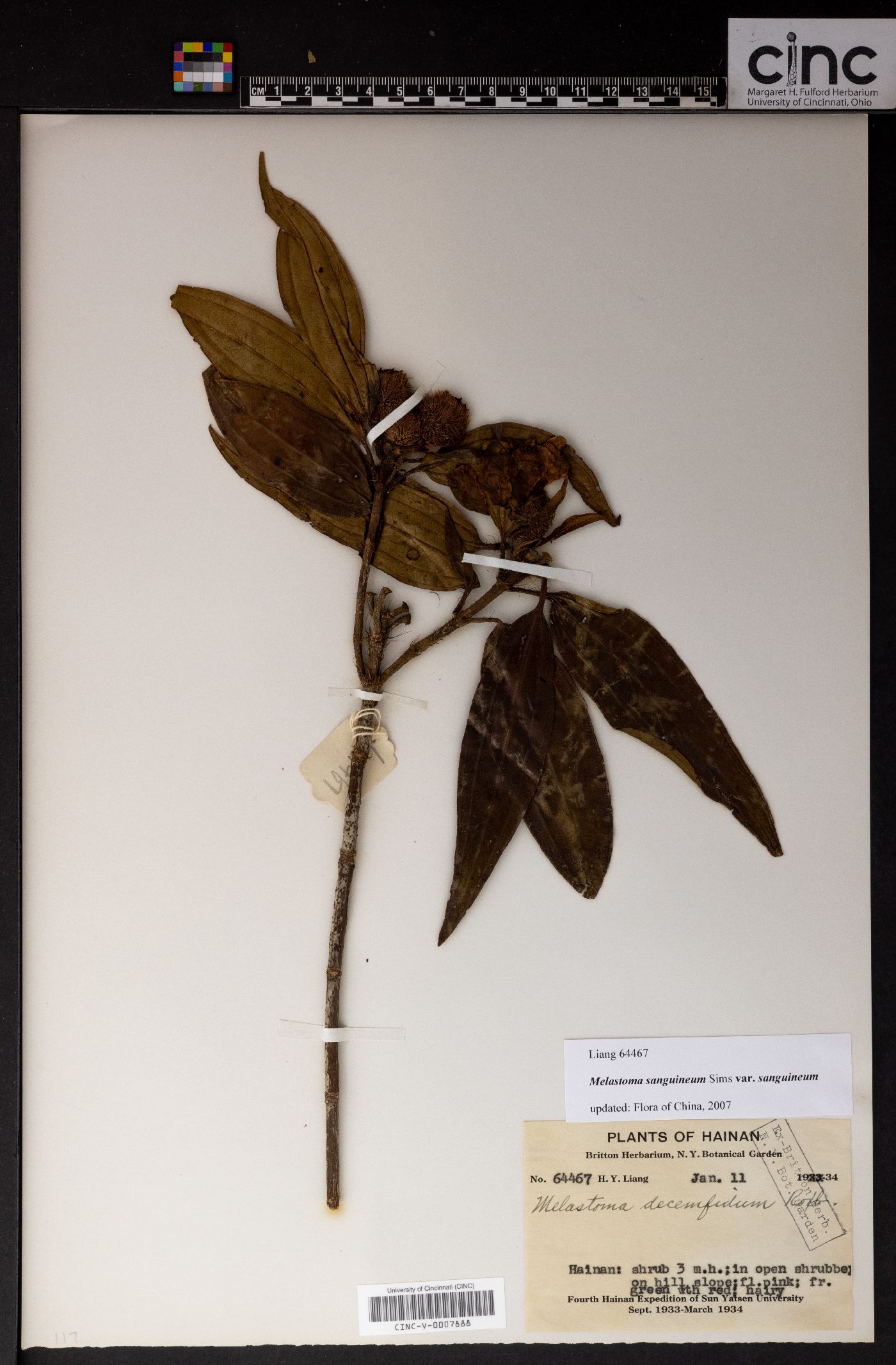 Melastoma sanguineum image
