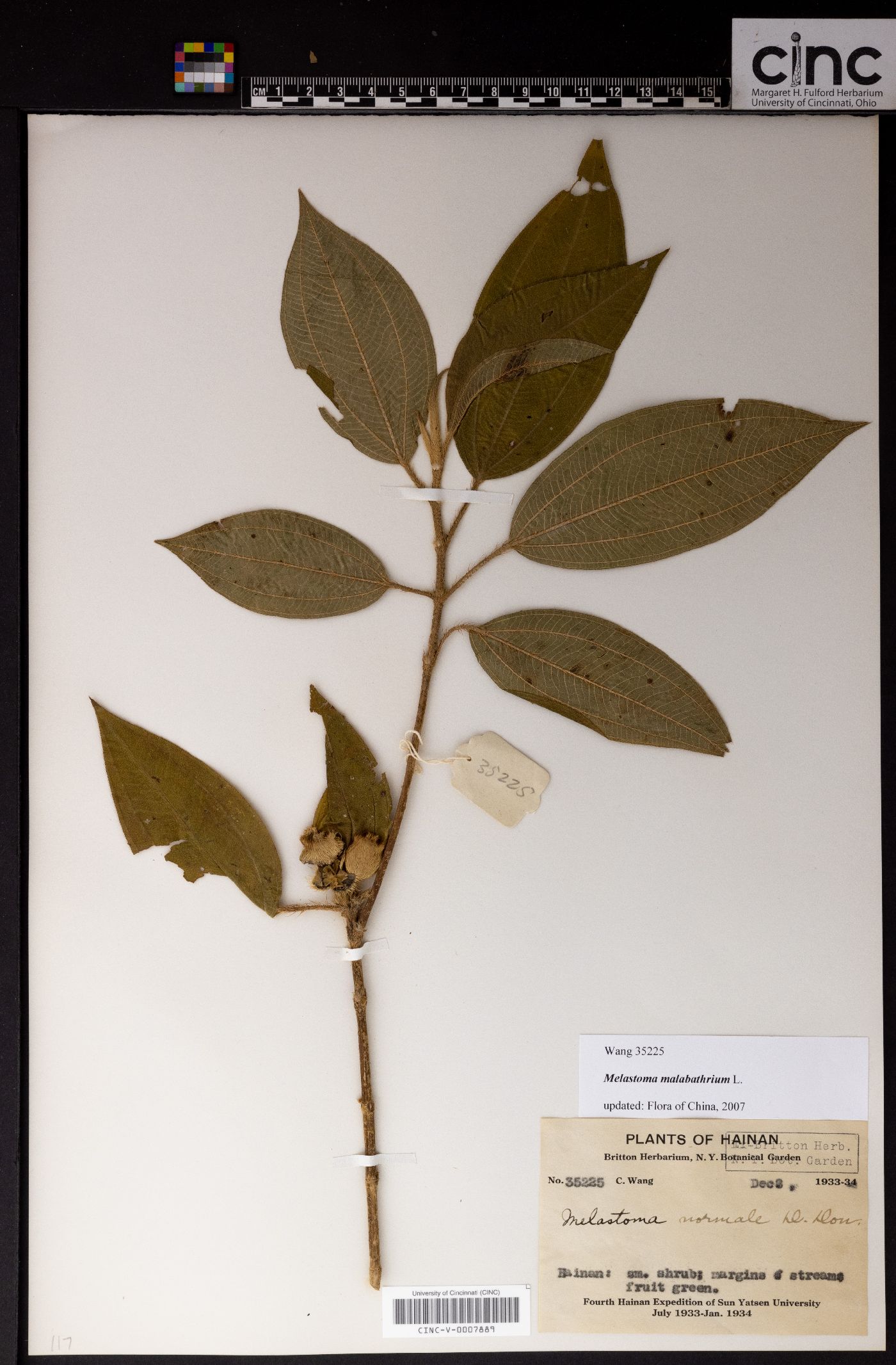 Melastoma malabathricum image