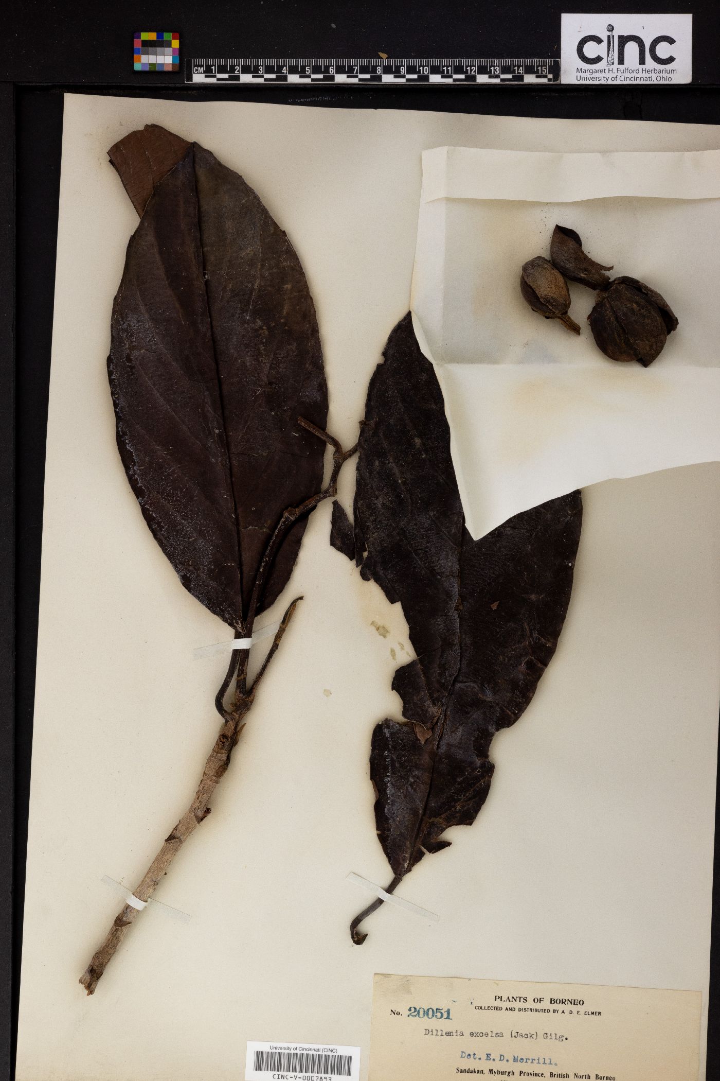 Dillenia excelsa image