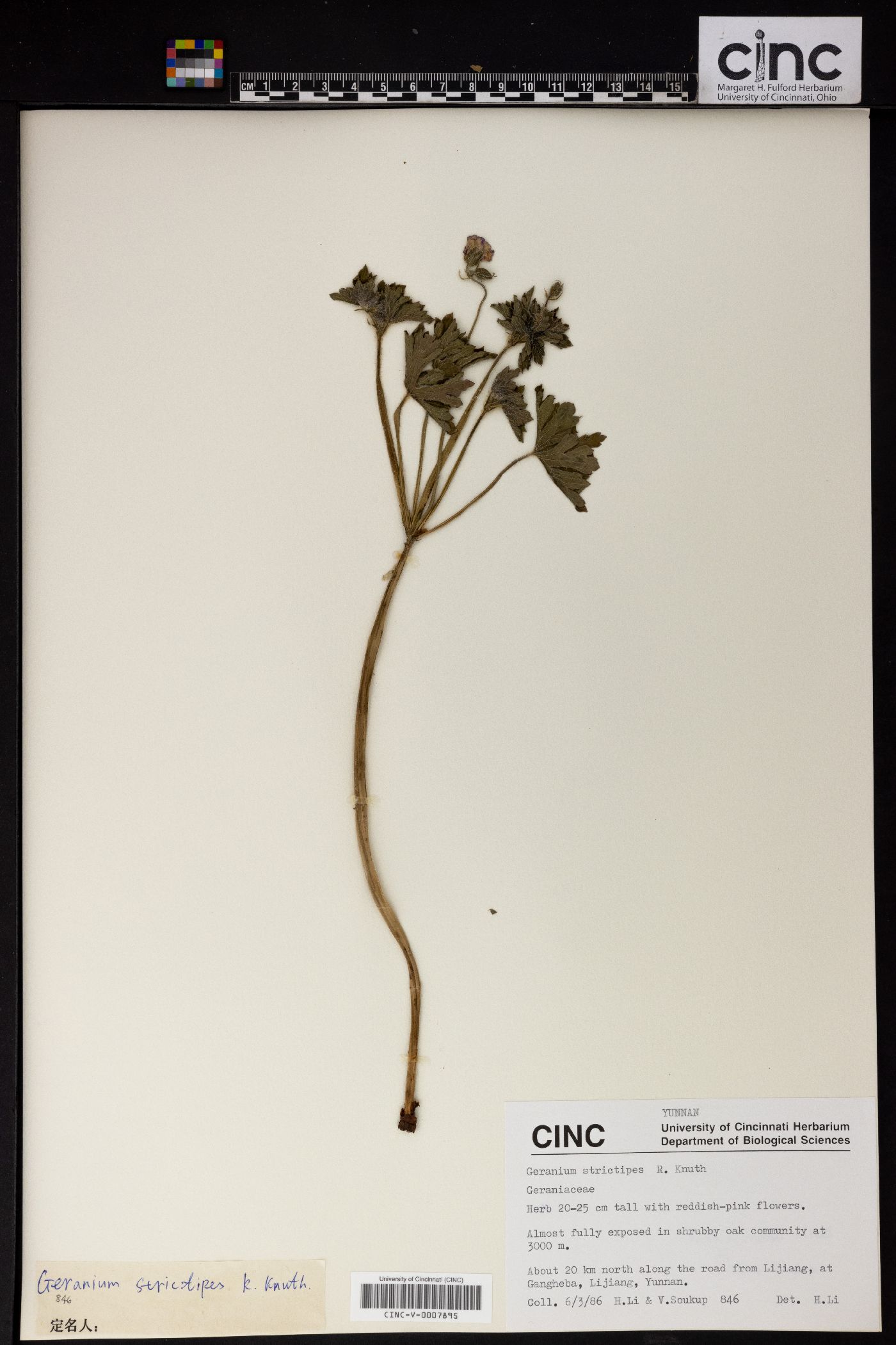 Geranium strictipes image