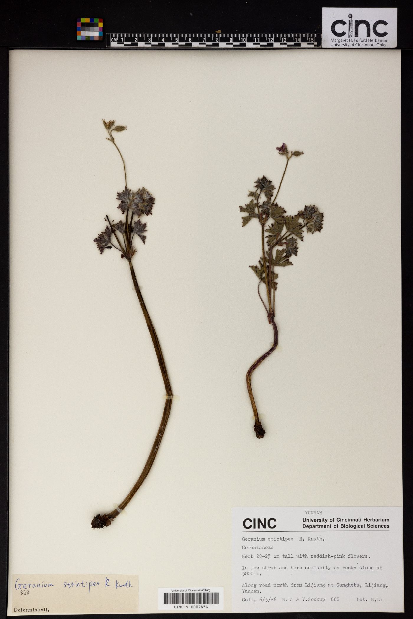 Geranium strictipes image