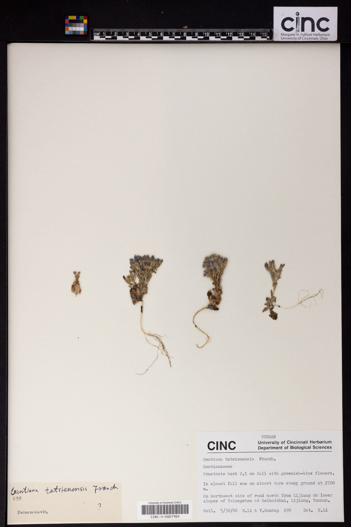 Gentiana tatsienensis image