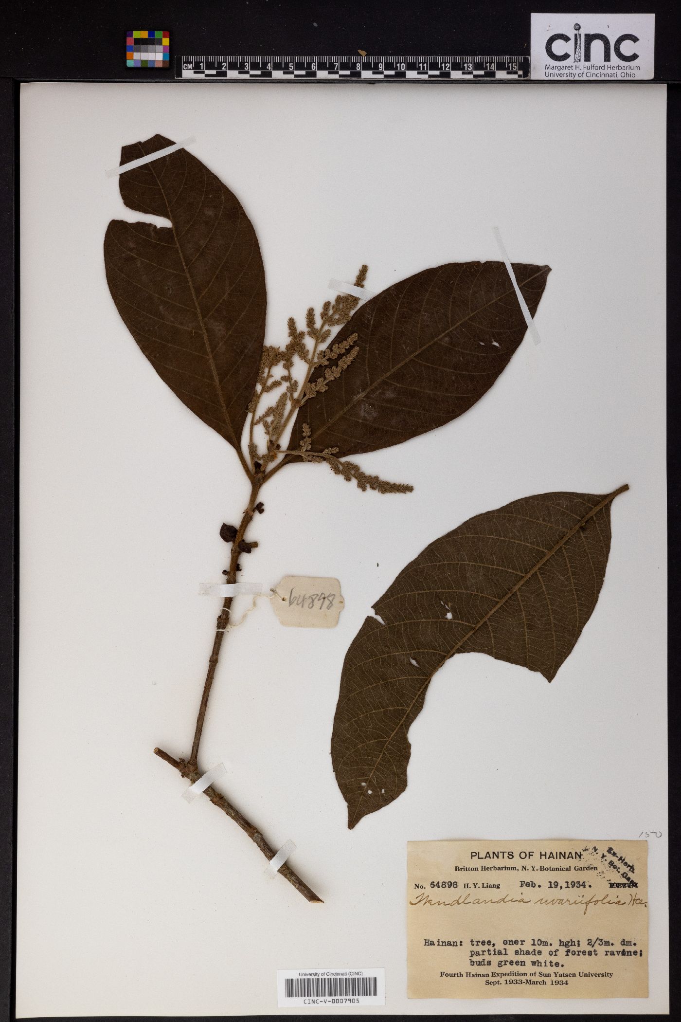 Wendlandia uvariifolia image