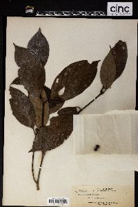 Saprosma arborea image
