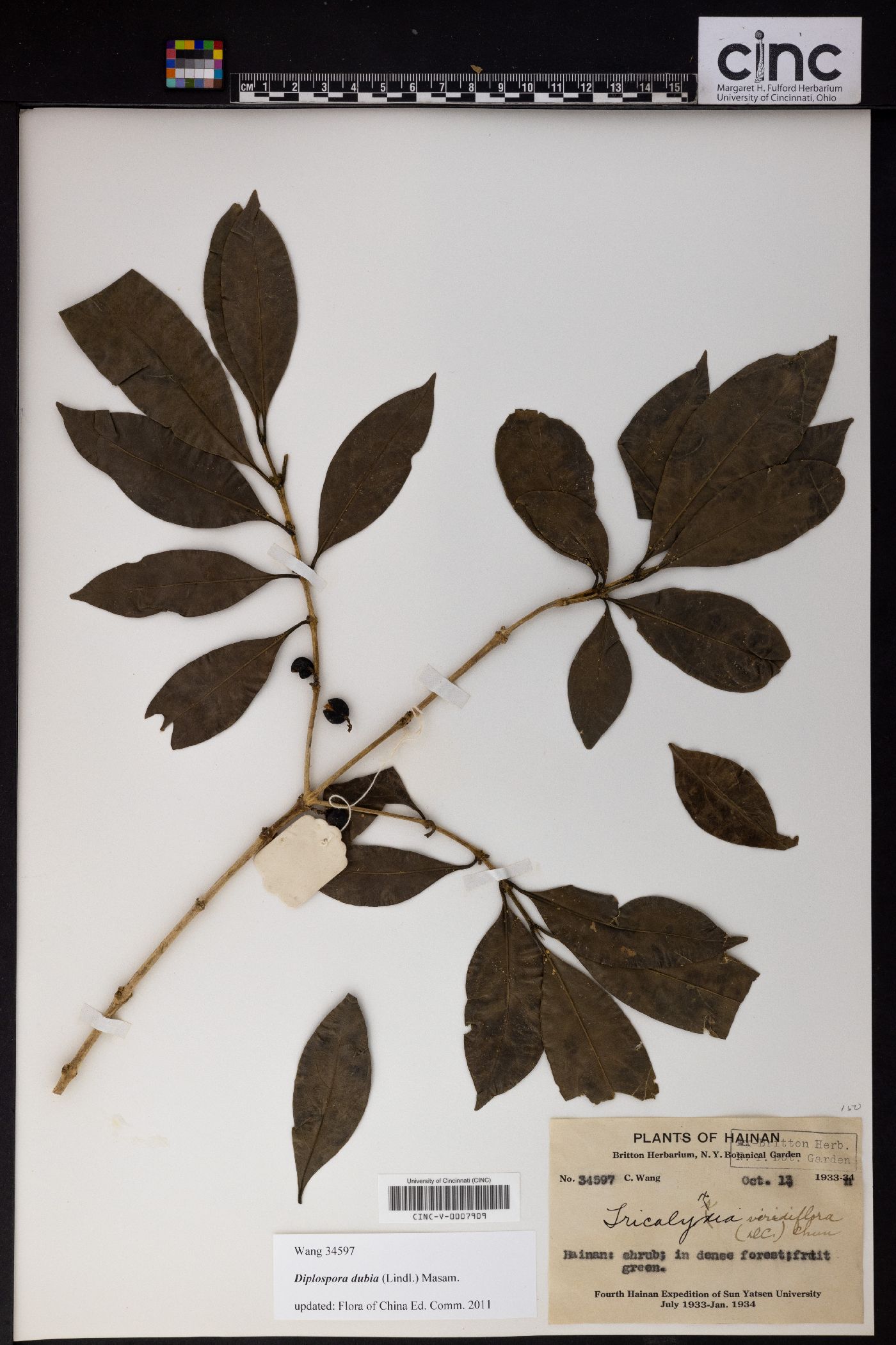 Diplospora dubia image