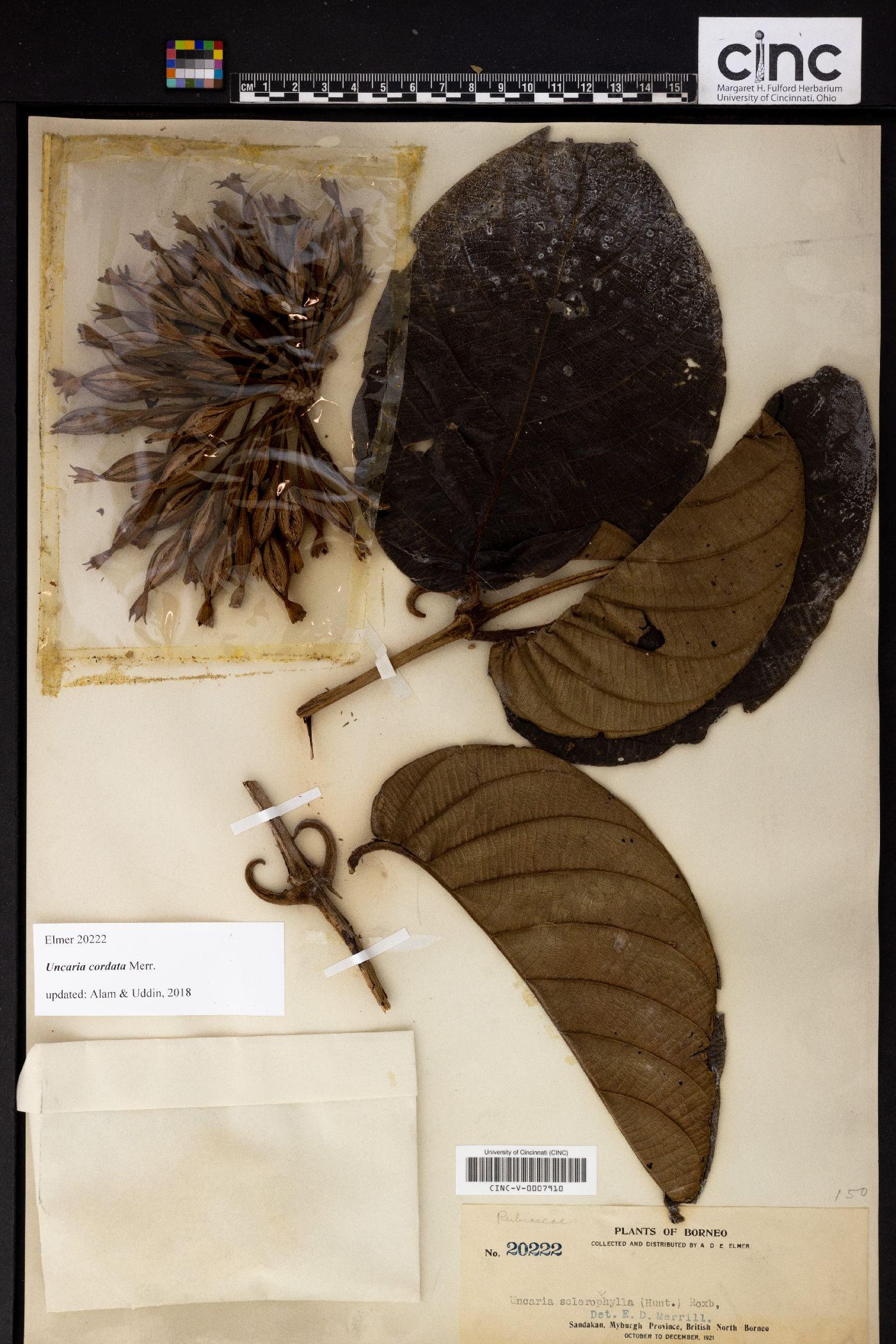 Uncaria cordata image