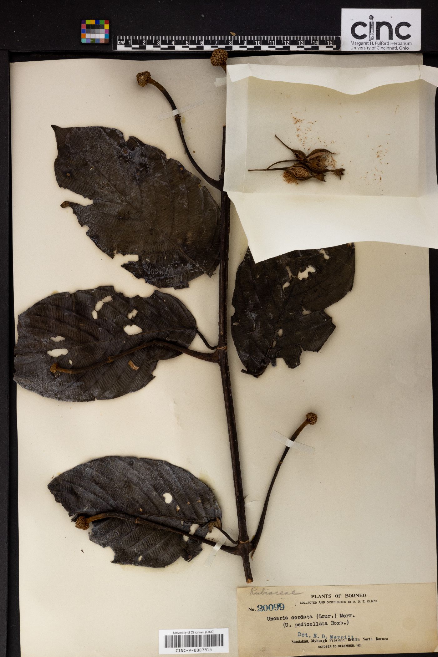 Uncaria cordata image