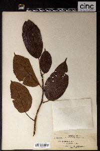 Ficus integrifolia image