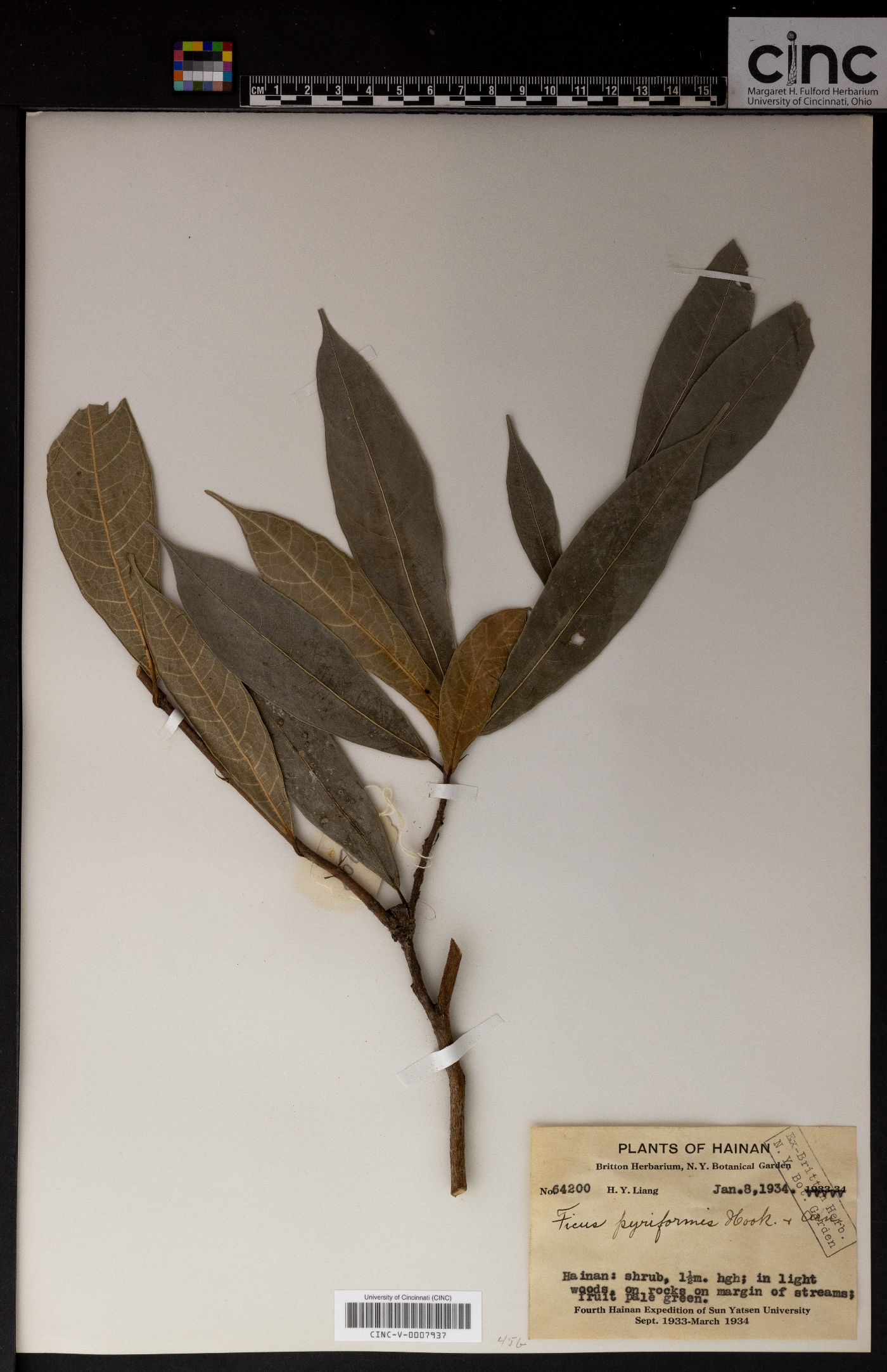 Ficus pyriformis image