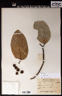 Ficus sagittata image