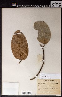 Ficus sagittata image