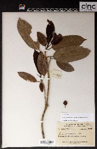 Ficus tinctoria subsp. gibbosa image