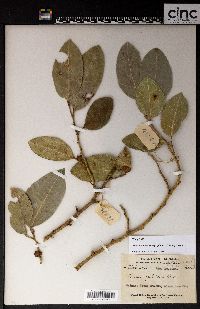 Ficus tinctoria subsp. gibbosa image