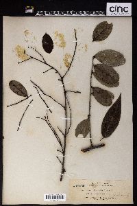 Image of Phyllanthus littoralis