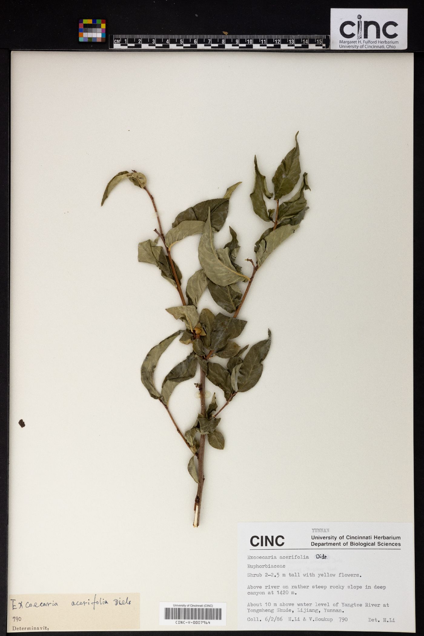 Excoecaria acerifolia image