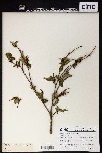 Excoecaria acerifolia image