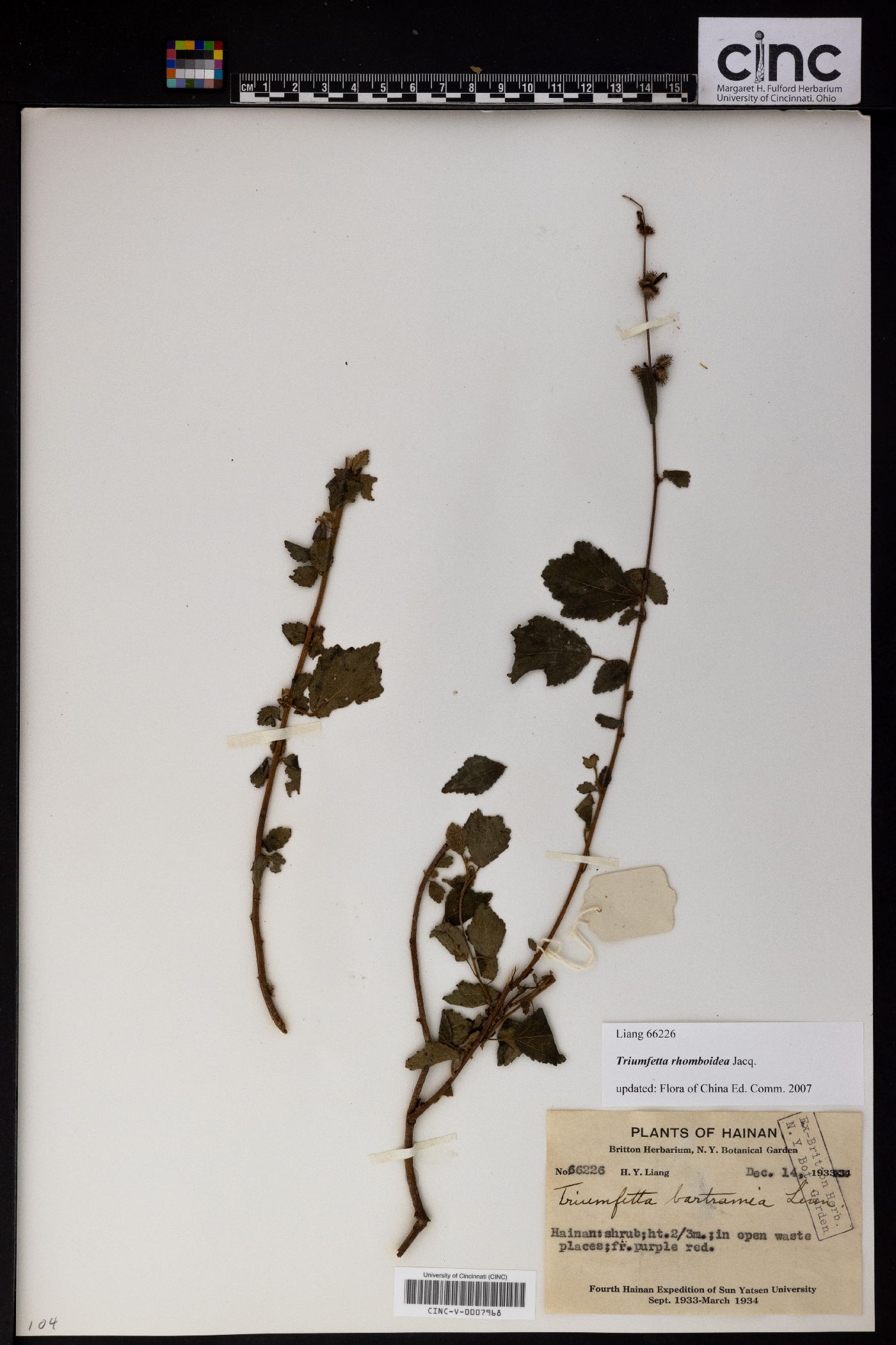 Triumfetta rhomboidea image