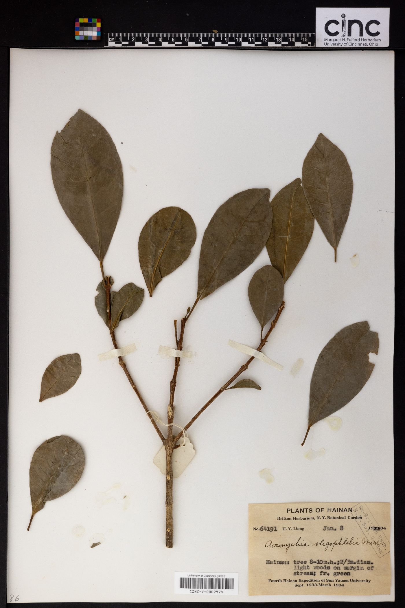 Maclurodendron oligophlebium image