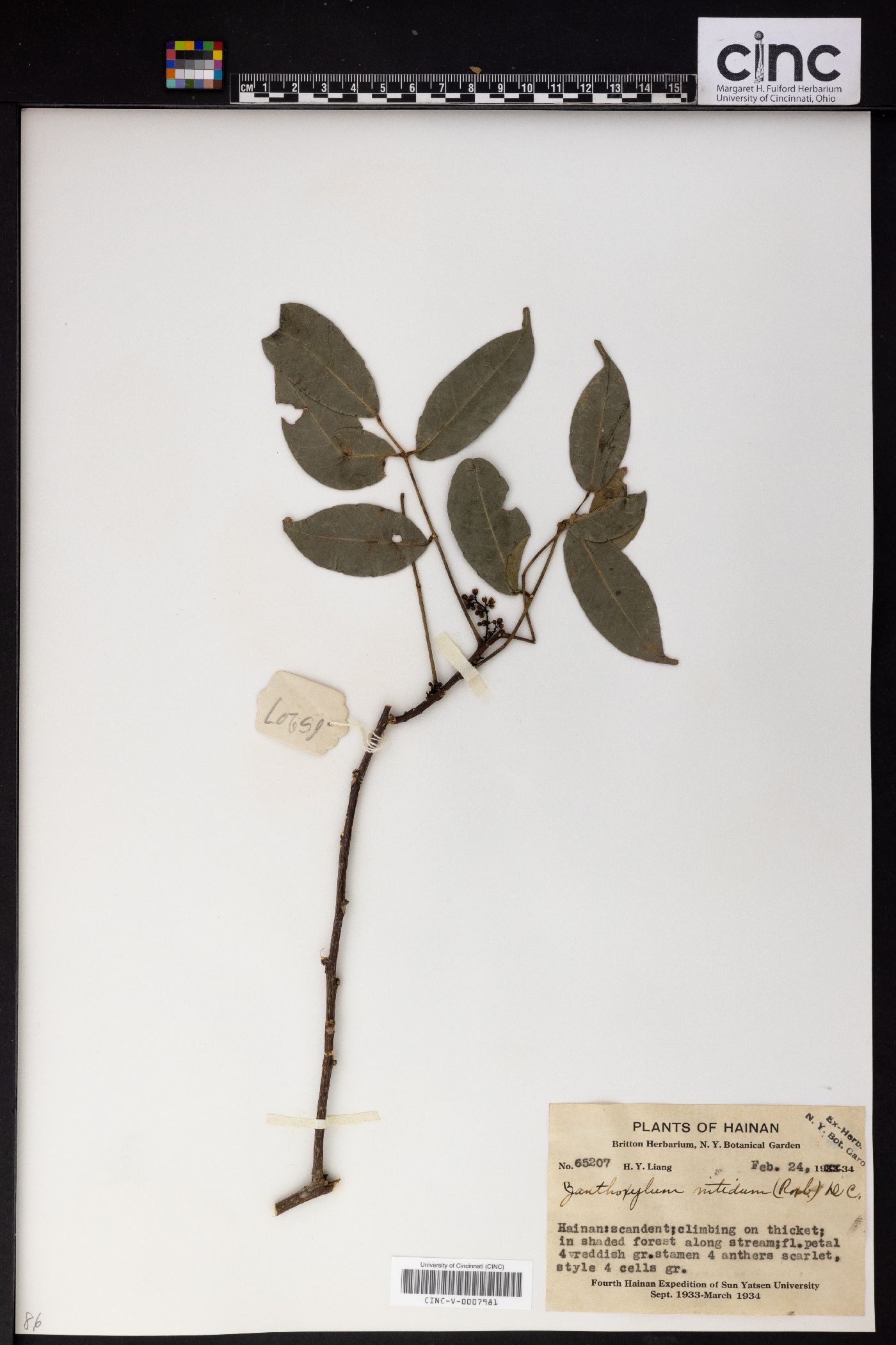 Zanthoxylum nitidum image