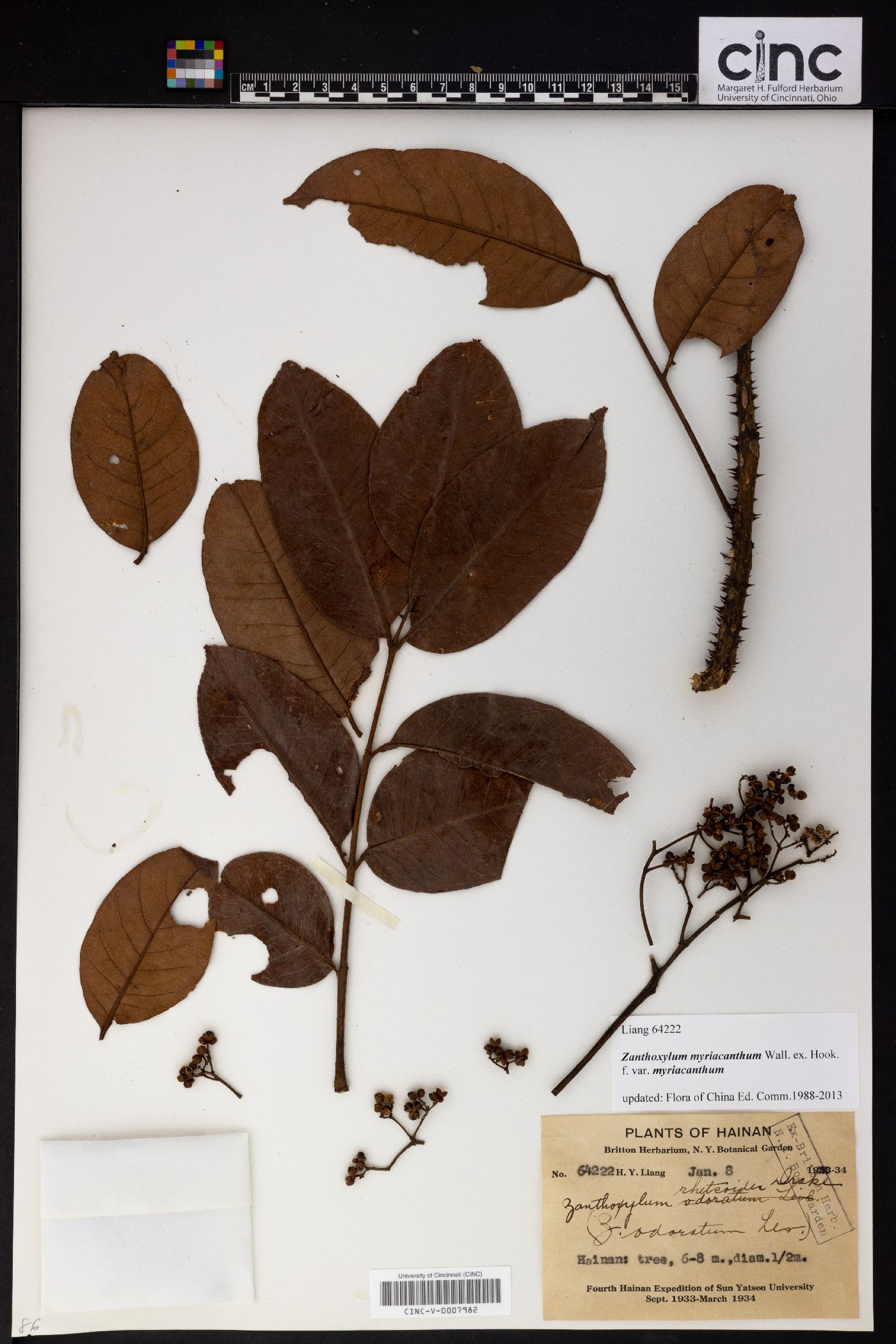 Zanthoxylum myriacanthum image