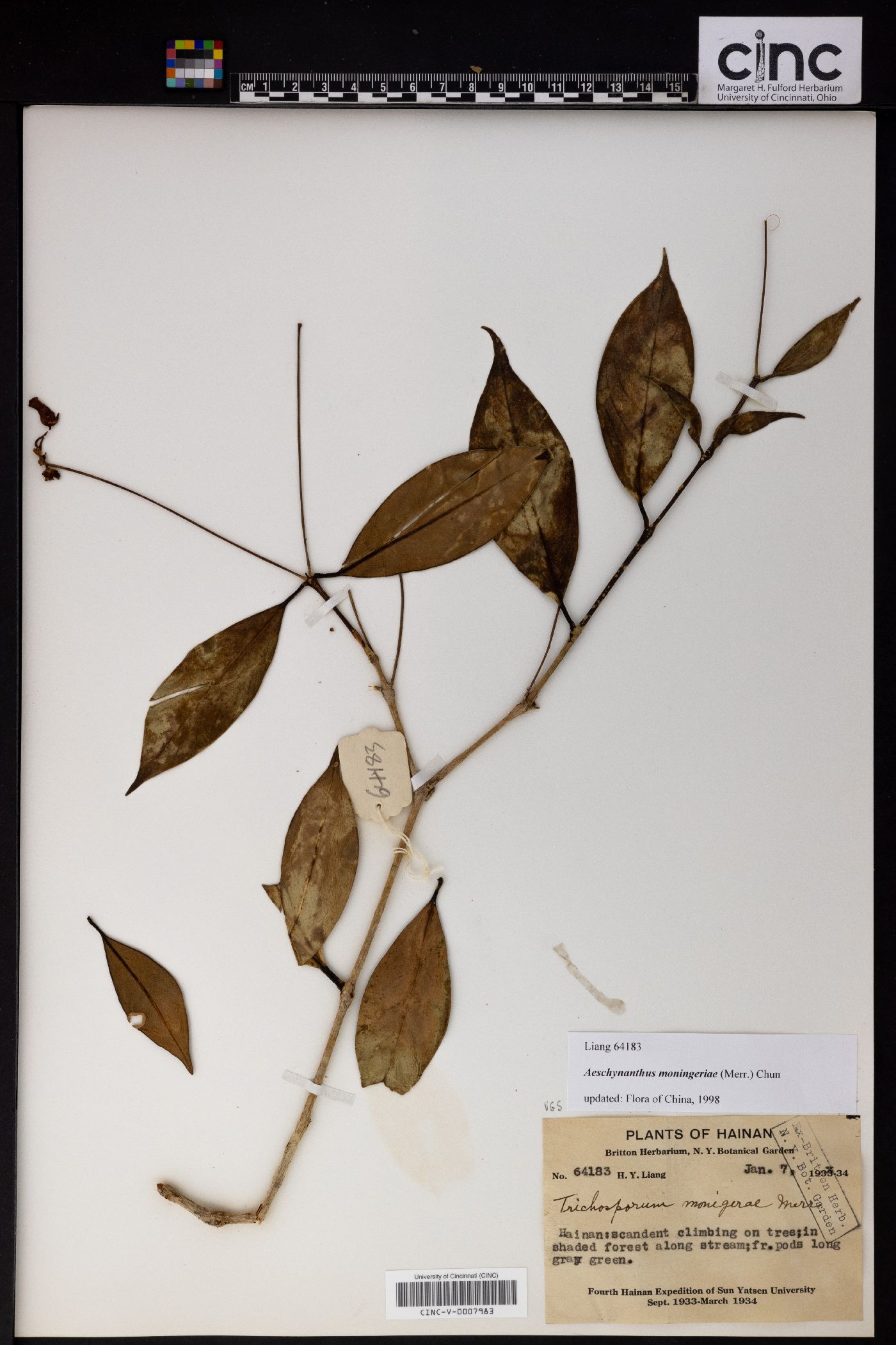 Aeschynanthus moningeriae image
