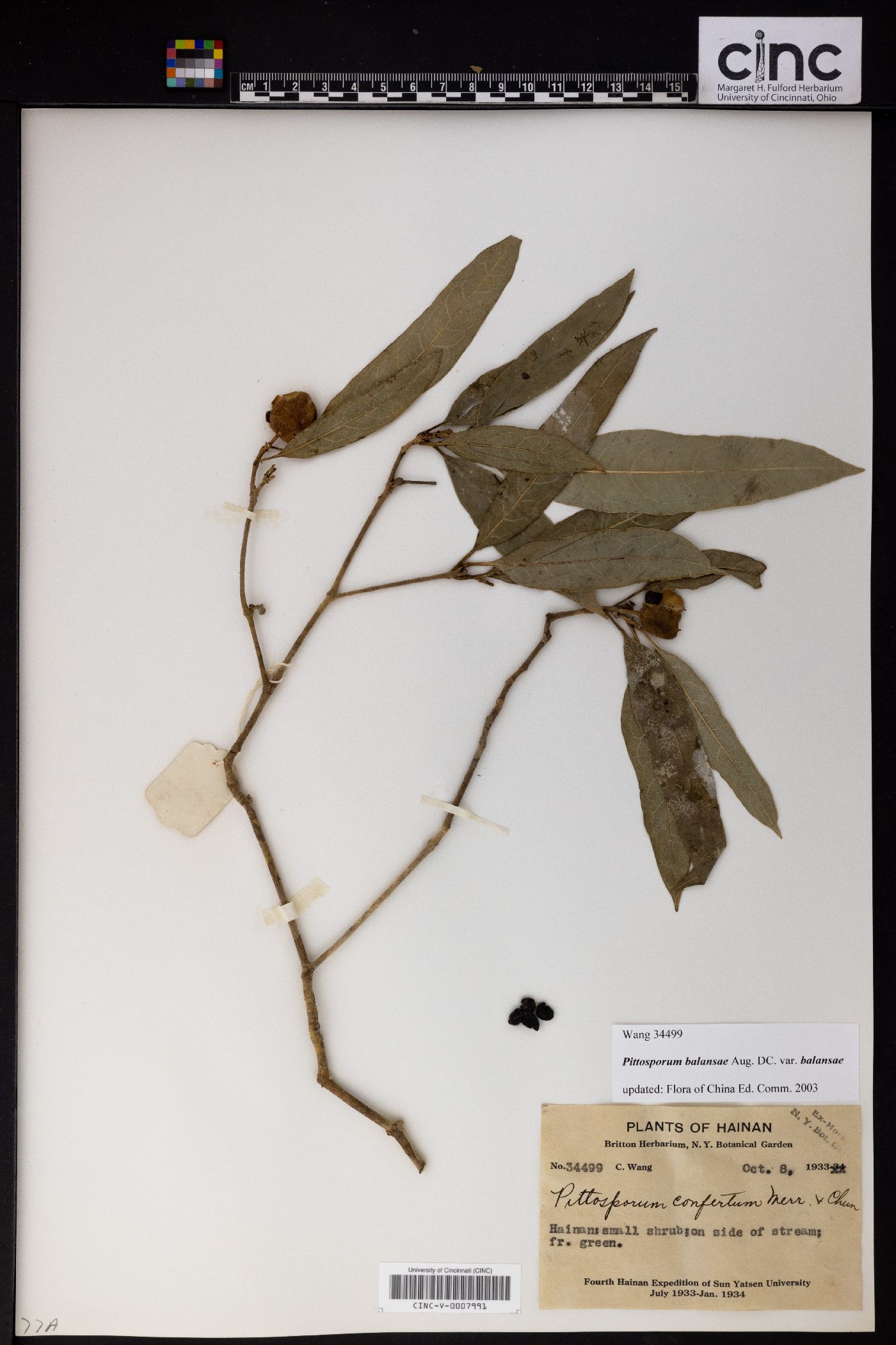 Pittosporum balansae image