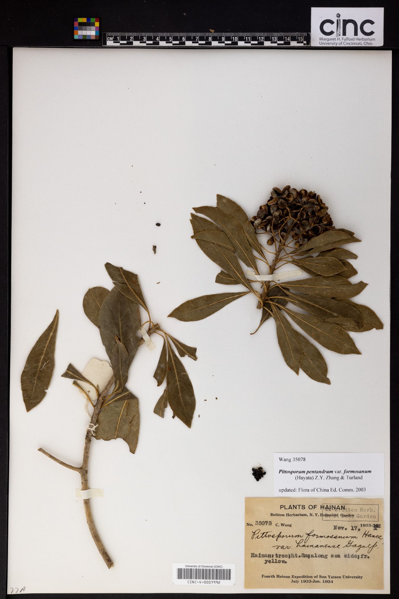 Pittosporum pentandrum image