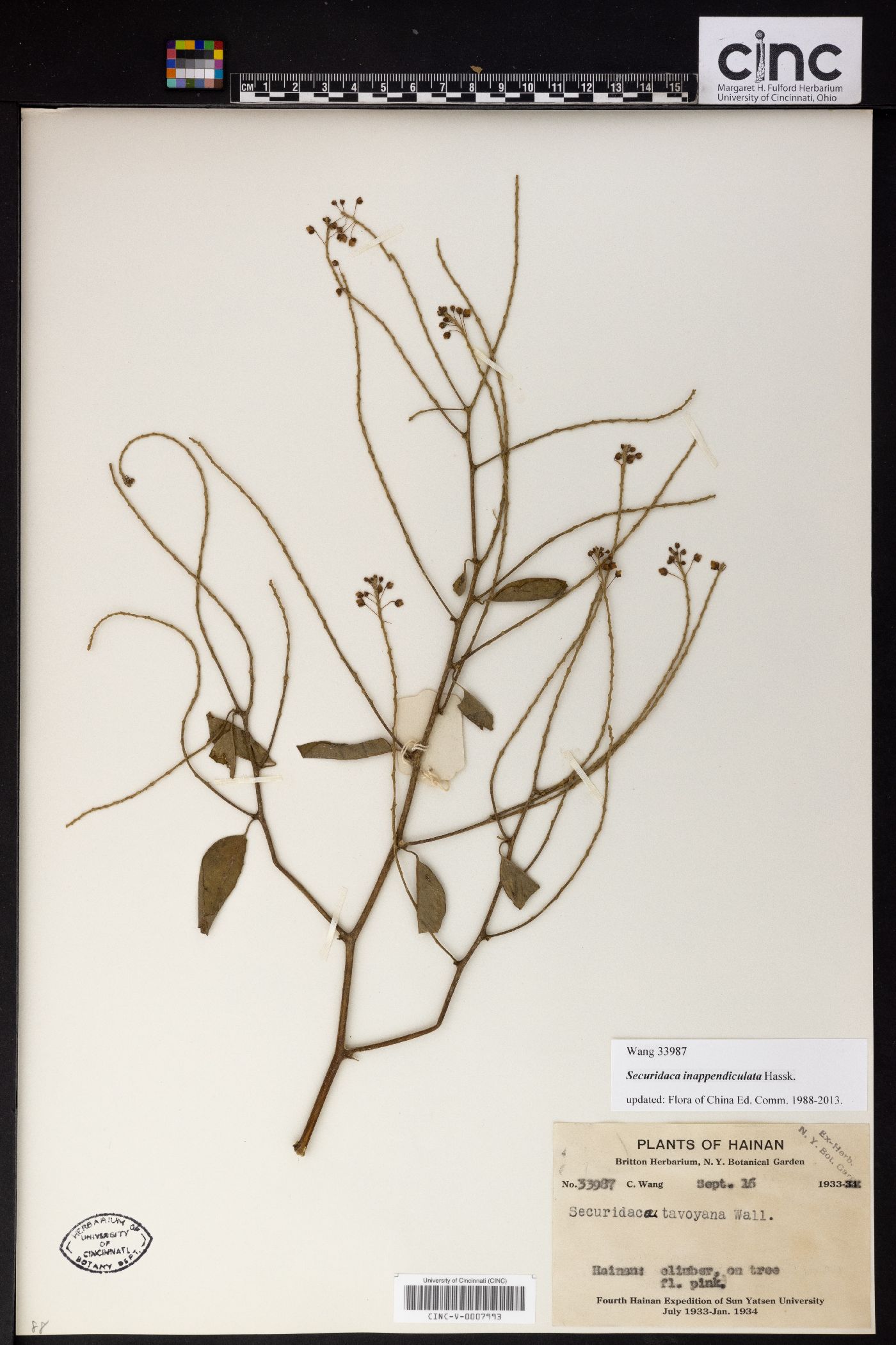 Securidaca inappendiculata image