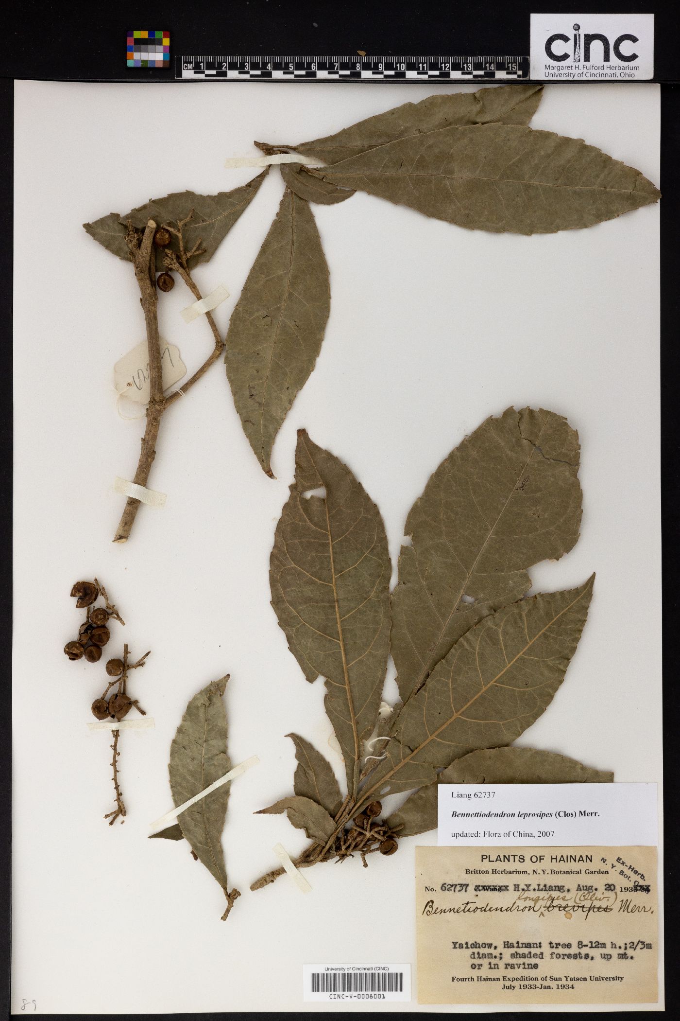 Bennettiodendron brevipes image